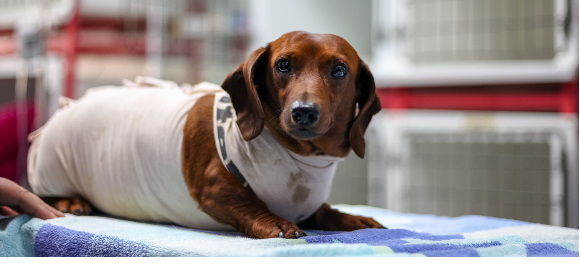 Hospital Veterinário