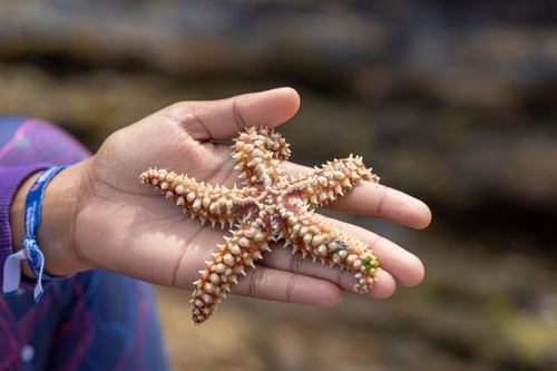 Vamos à maré? Biodiversidade e ecologia do litoral marinho
